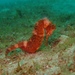 Observation photo