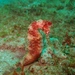 Observation photo
