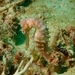 Observation photo
