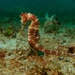 Observation photo
