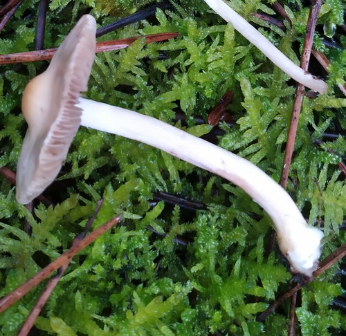 White Fibrecap
