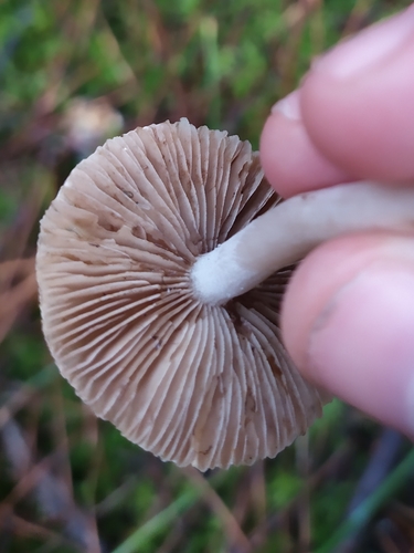 White Fibrecap