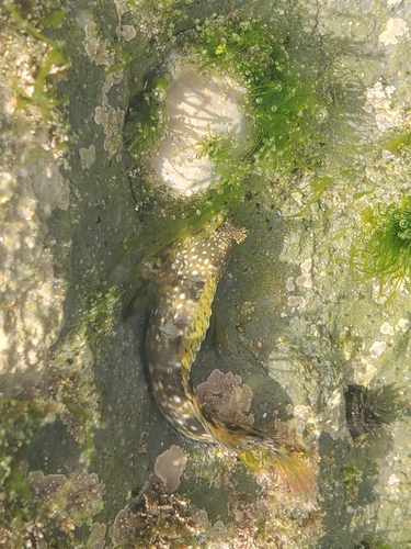 Coryphoblennius galerita