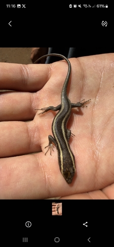 African Striped Skink