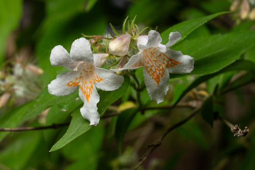 Dipelta yunnanensis