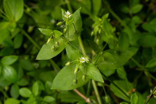 common chickweed