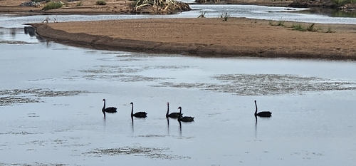 Black Swan