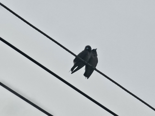 Ashy Woodswallow