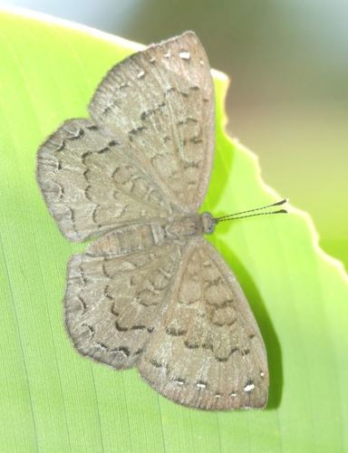 Voltinia maya · iNaturalist United Kingdom