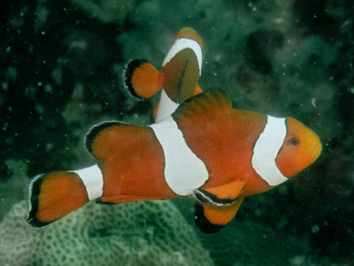 Amphiprion ocellaris