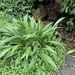Setaria palmifolia - Photo (c) 許慶強, όλα τα δικαιώματα διατηρούνται, uploaded by 許慶強