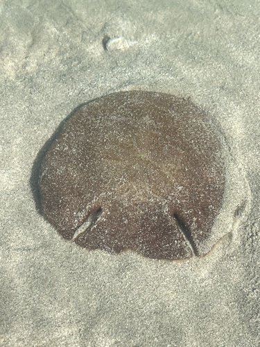 Eared Keyhole Sand Dollar