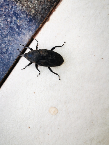 South American Palm Weevil