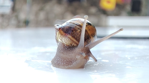 Cornu aspersum