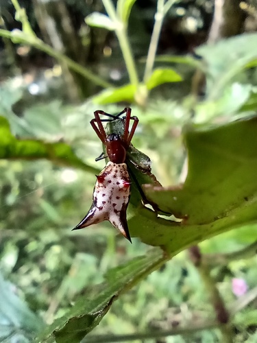 Micrathena nigrichelis