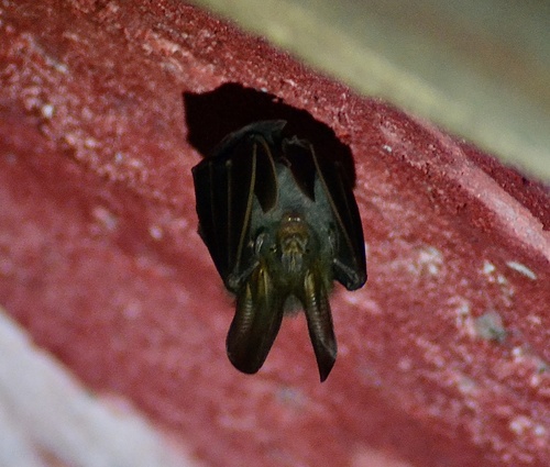 Lesser false vampire bat