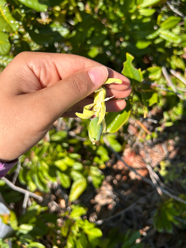 Passiflora mucronata
