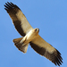 Booted Eagle - Photo (c) Carlos N. G. Bocos, all rights reserved, uploaded by Carlos N. G. Bocos