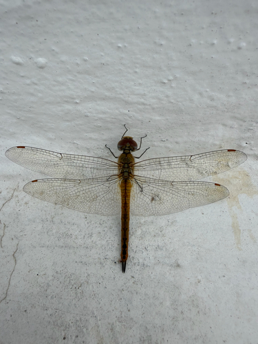 Wandering Glider