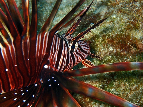 Pterois volitans