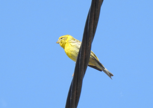 Avistamiento Serinus serinus