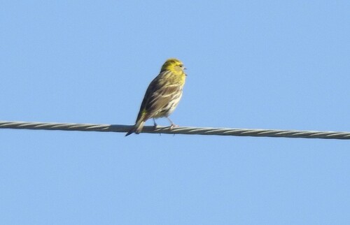 Avistamiento Serinus serinus