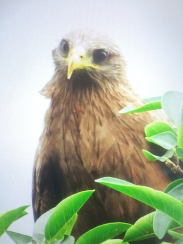 Black Kite