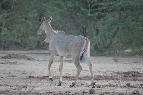 Nilgai