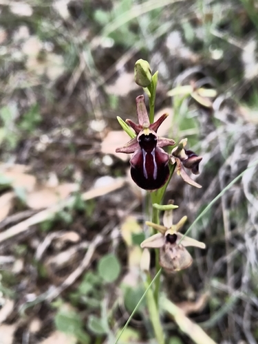 Bosom Orchid