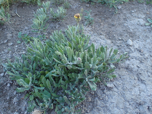 Senecio ceratophylloides