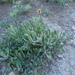 Senecio ceratophylloides - Photo (c) lherb, all rights reserved, uploaded by lherb