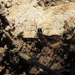 Carinostoma elegans - Photo 由 Zsolt-Szilágyi 所上傳的 (c) Zsolt-Szilágyi，保留所有權利