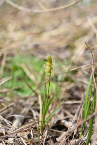 Carex poculisquama thumbnail