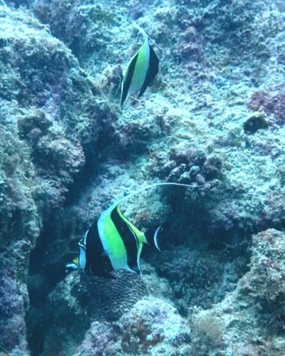 Zanclus cornutus