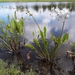 Sagittaria lancifolia - Photo (c) Steve Carbol, todos os direitos reservados, uploaded by Steve Carbol
