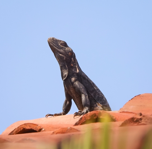 Western Spiny-tailed Iguana (Ctenosaura pectinata)