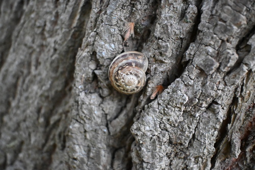 Eobania vermiculata