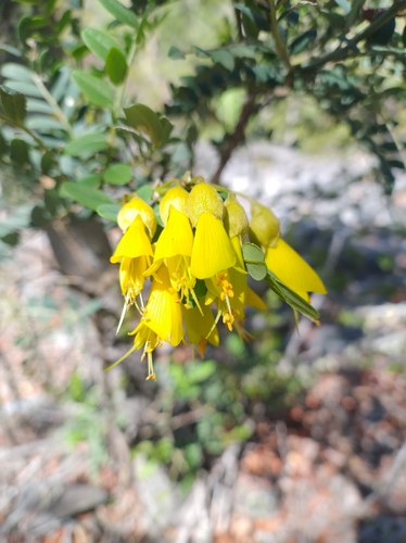 Sophora macrocarpa