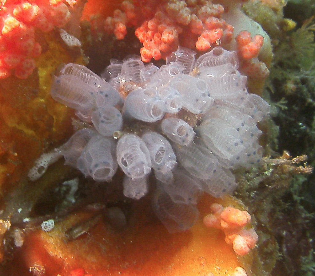 Tunicate (Colonial)