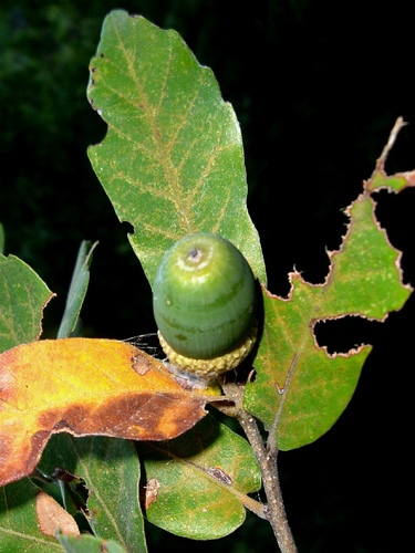 Quercus porphyrogenita