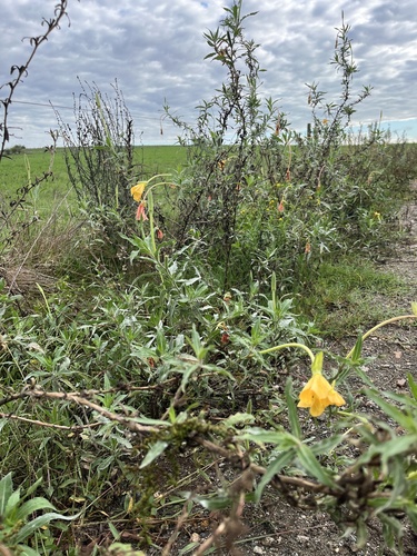 Oenothera affinis