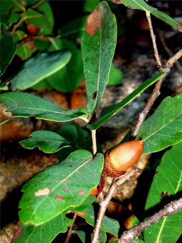 Quercus porphyrogenita