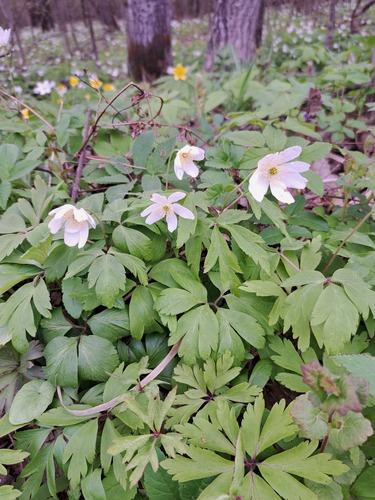 wood anemone
