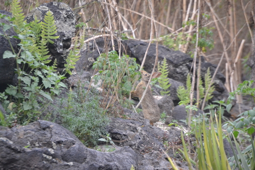 Mexican Cottontail (Sylvilagus cunicularius)