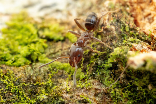 Azteca nigricansAzteca nigricans