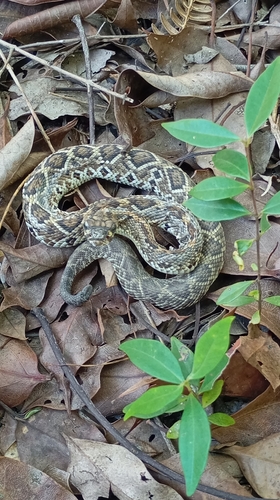 Neotropical Rattlesnake