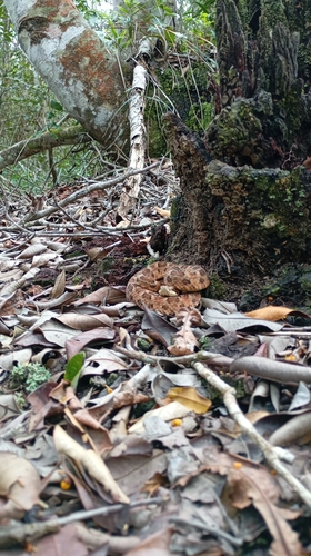 Caatinga Lancehead