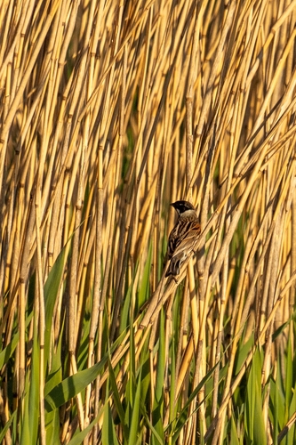 Reed Bunting