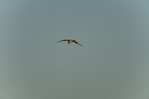 Eurasian Kestrel