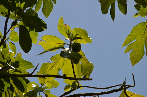 Dugdug (Artocarpus mariannensis)